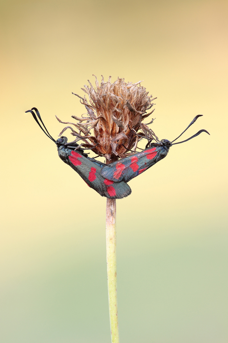 Zygaena in accoppiamento