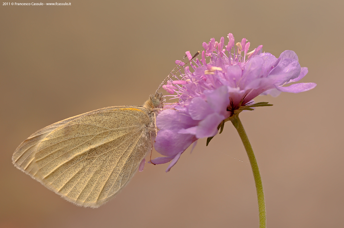Cavolaia maggiore (Pieris brassicae Linnaeus, 1758)