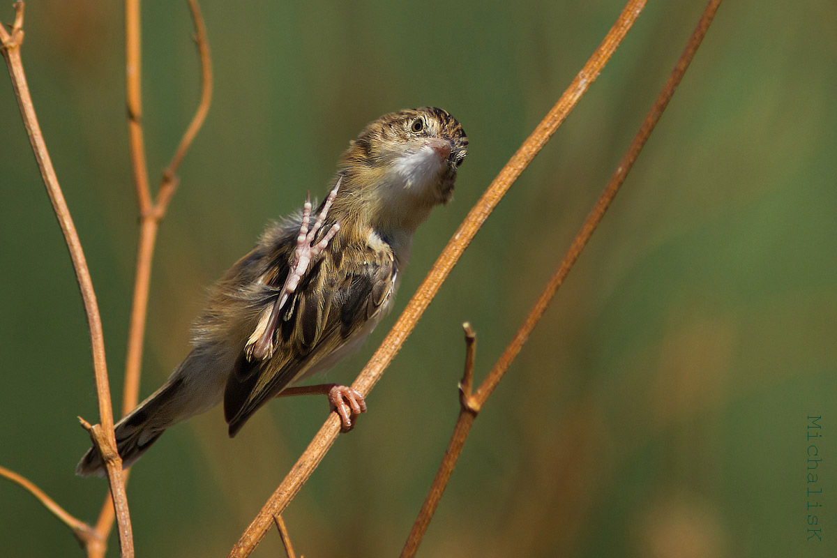 Zitting Cisticola (Cisticola juncidis)