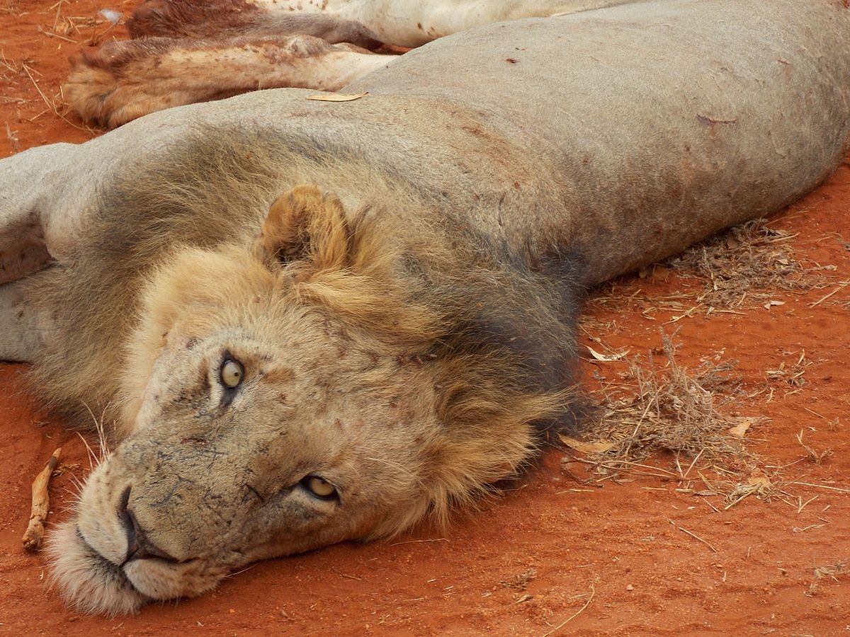 Il re della foresta #1