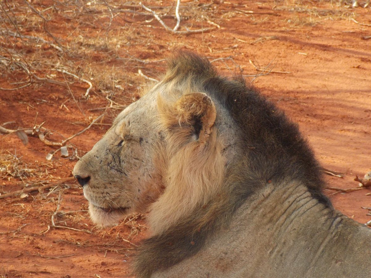 Il re della foresta #2