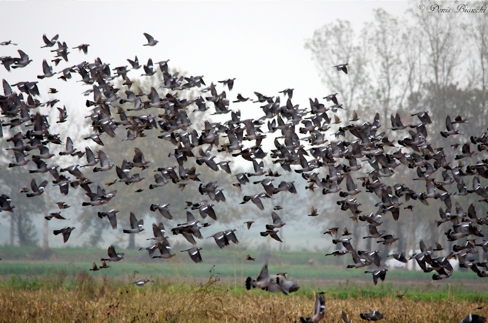 Pigeons and starlings