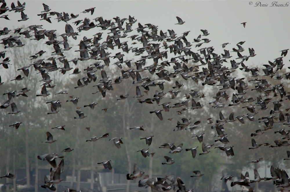 Stormo colombacci e storni