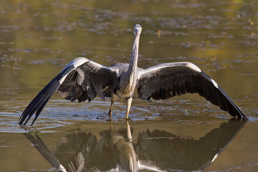 Grey Heron