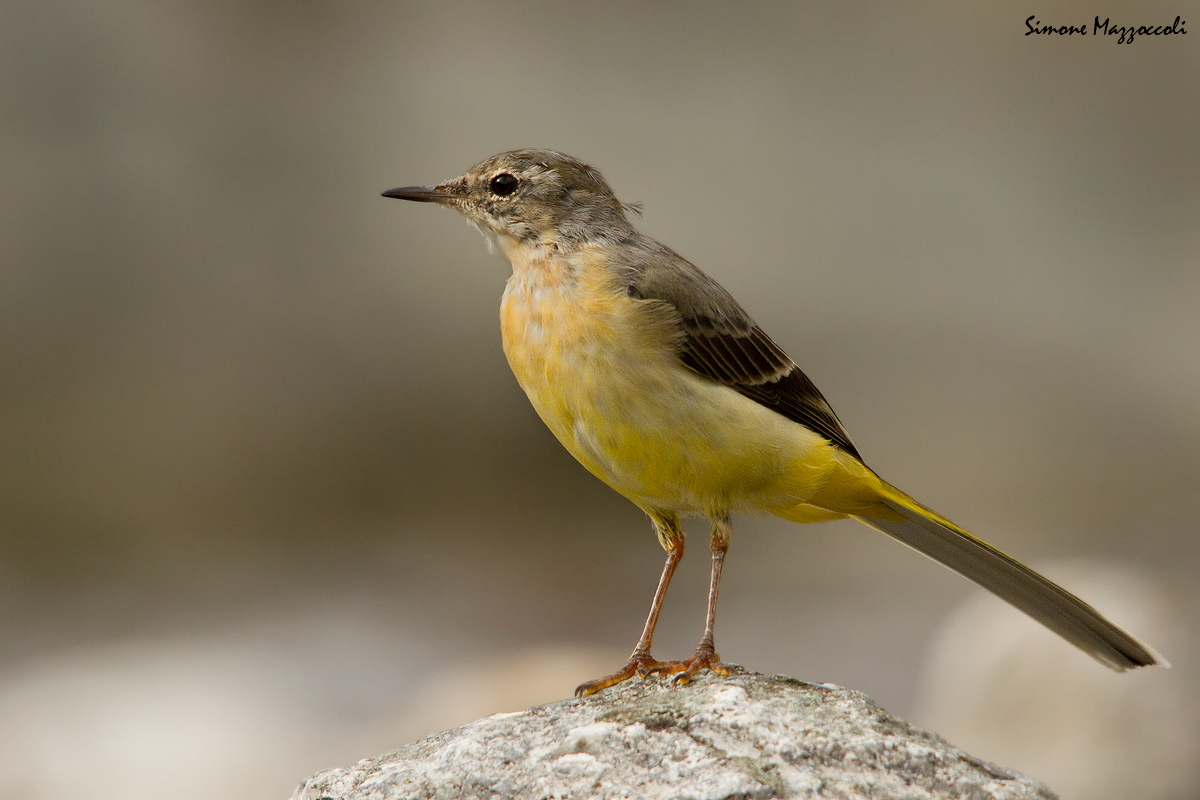 Grey Wagtail