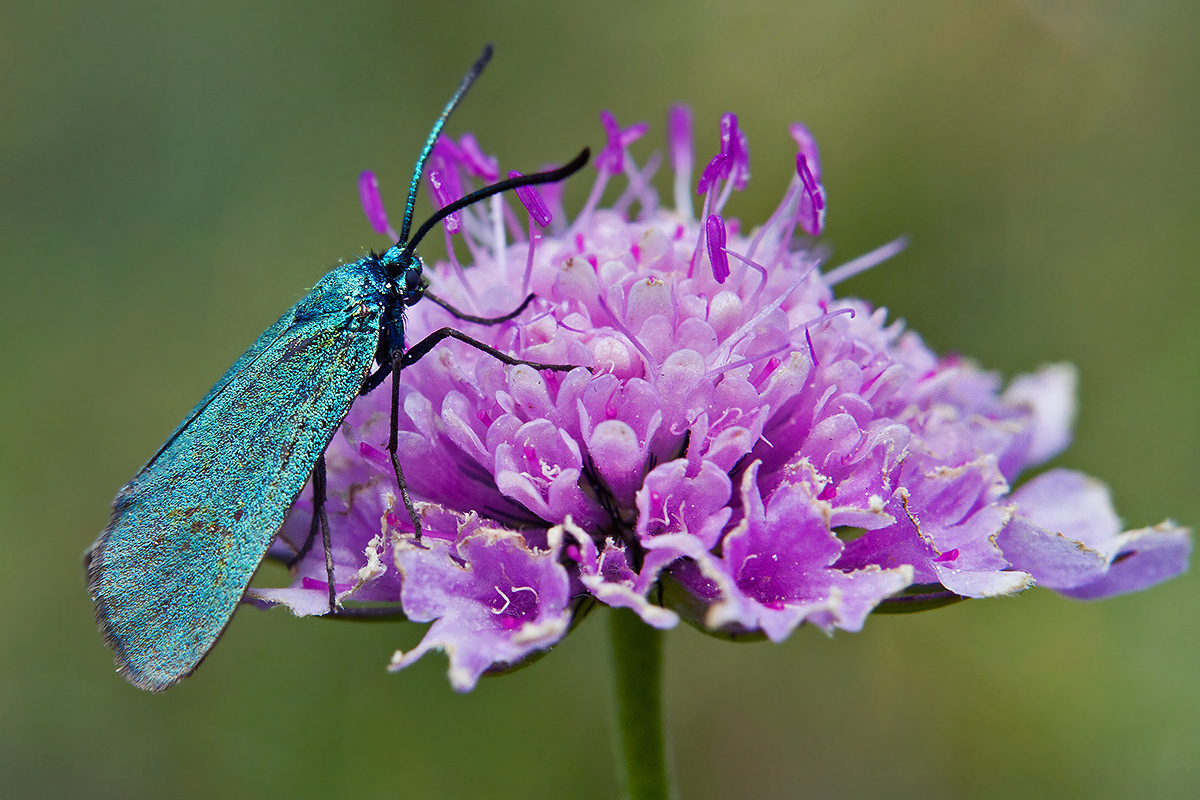 Adscita on scabiosa