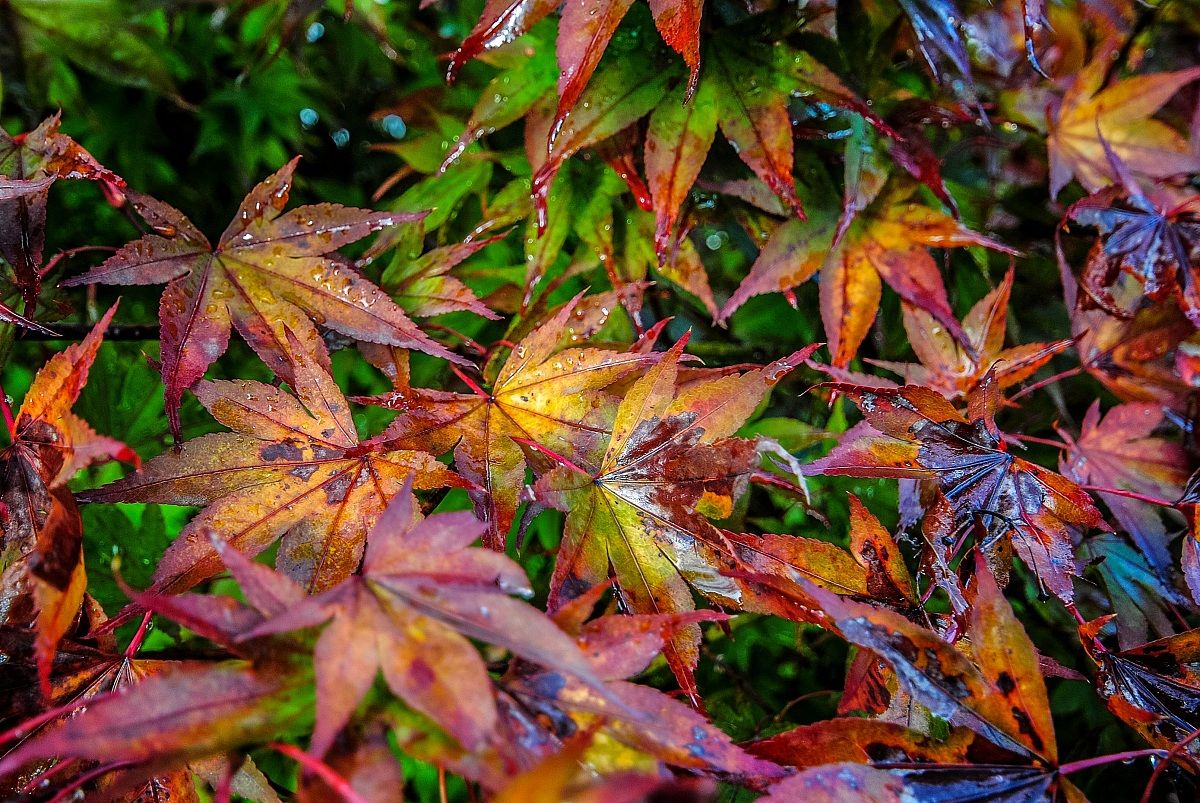 Colorful maple