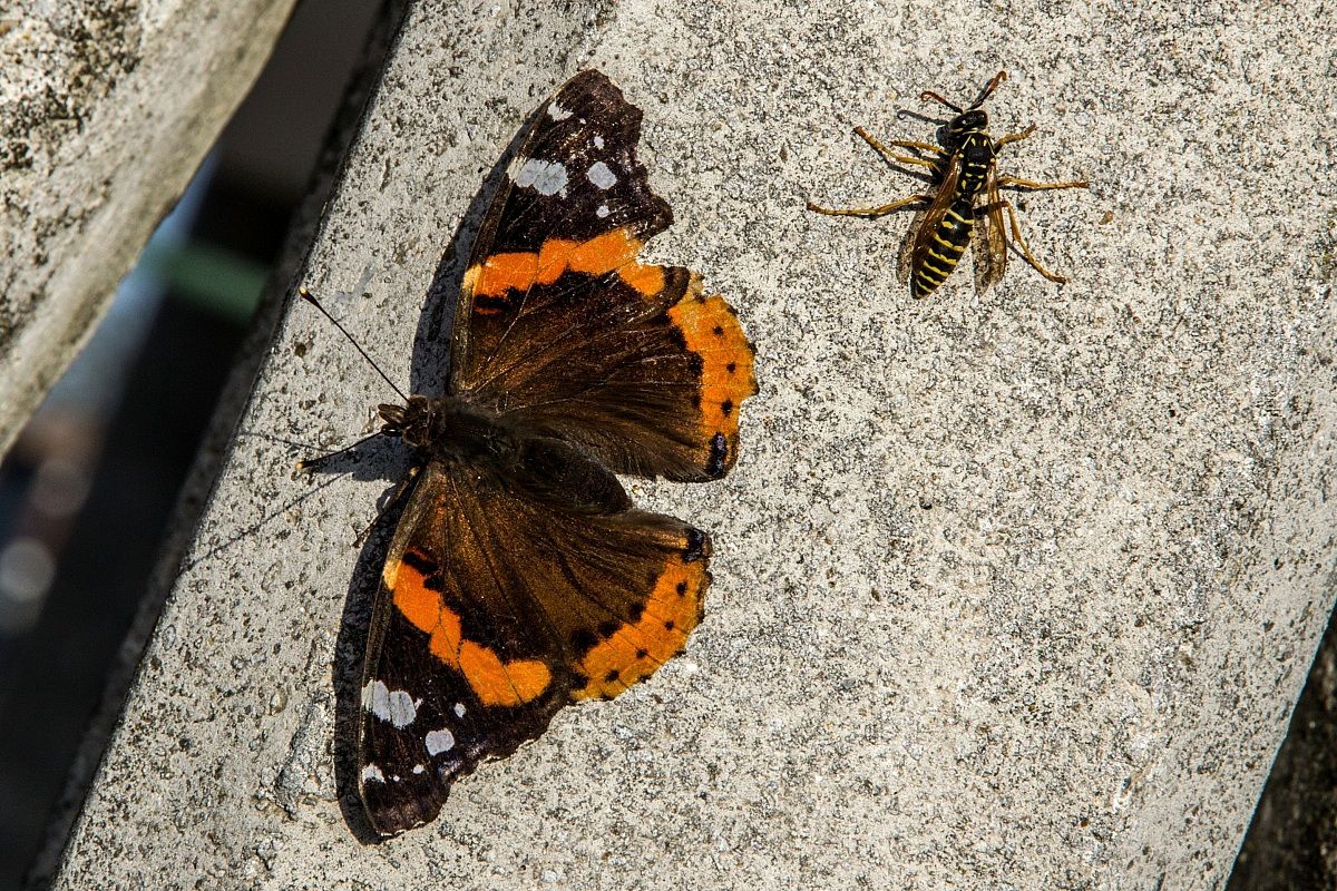 Butterfly and wasp