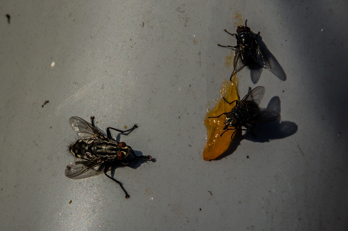 Hungry flies