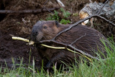 Castor canadensis