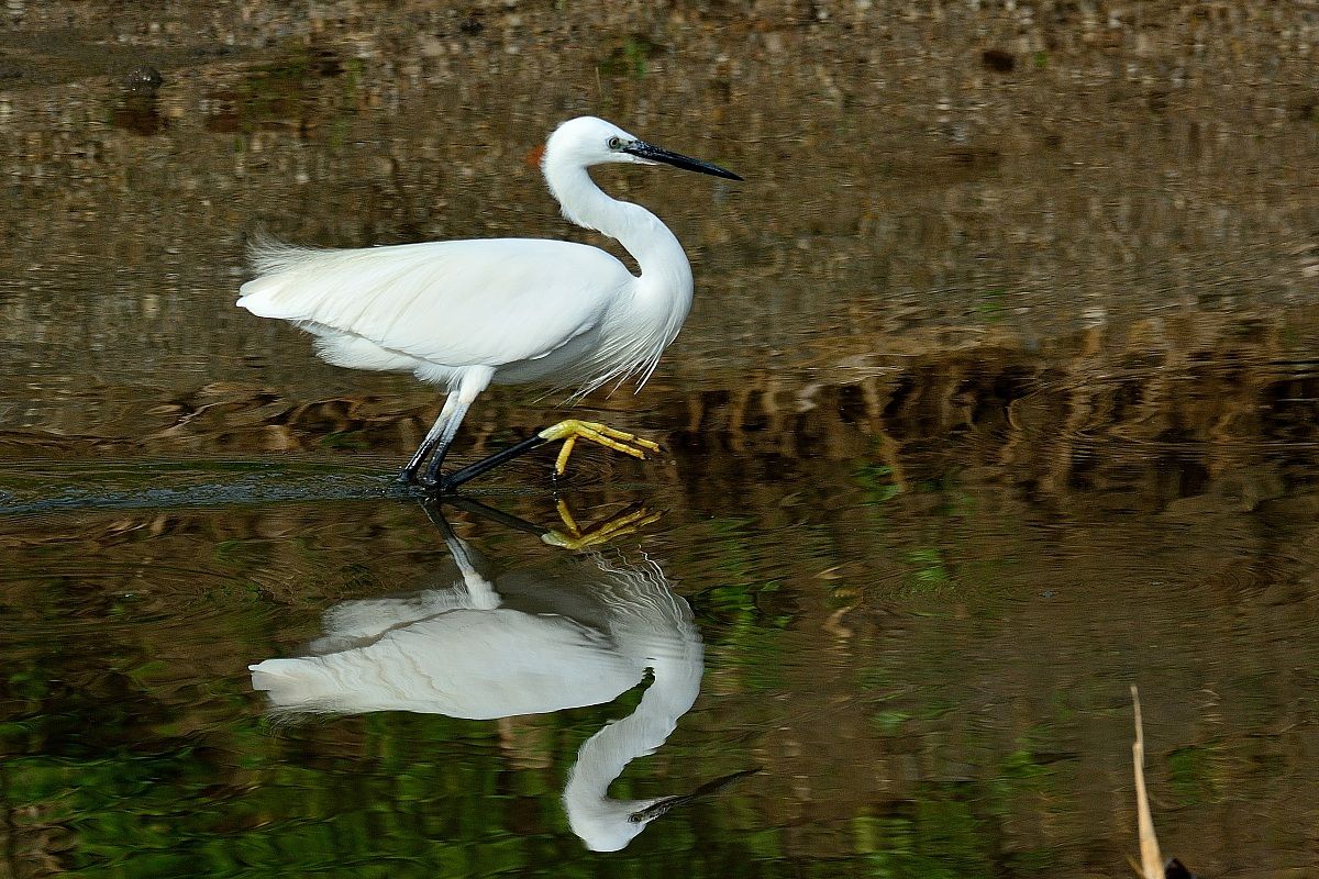 The Egret by step .... dell 'Oca