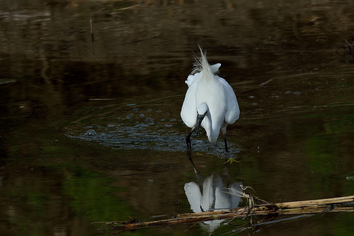 Egret attack