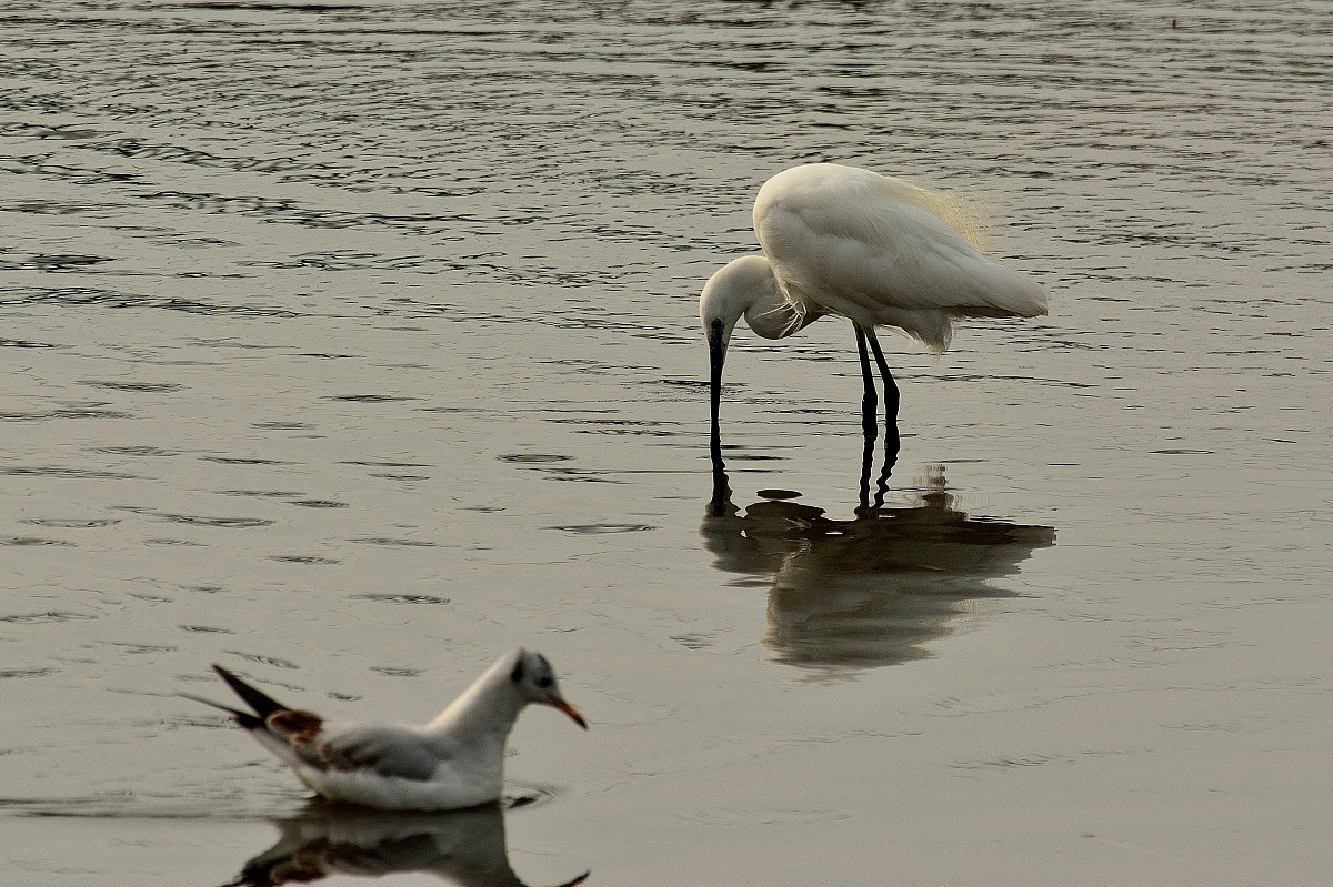 Little Egret Little Gull &