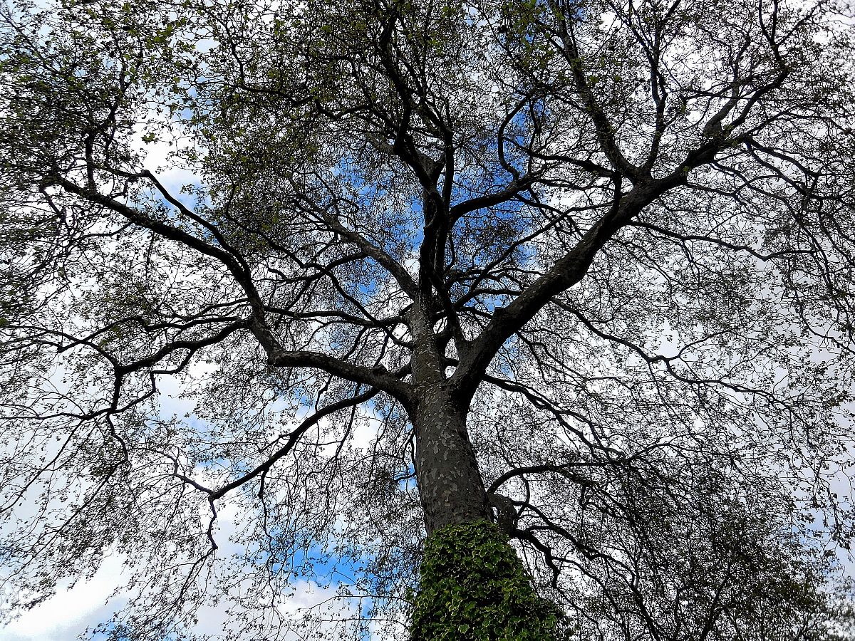 Albero in Westminster