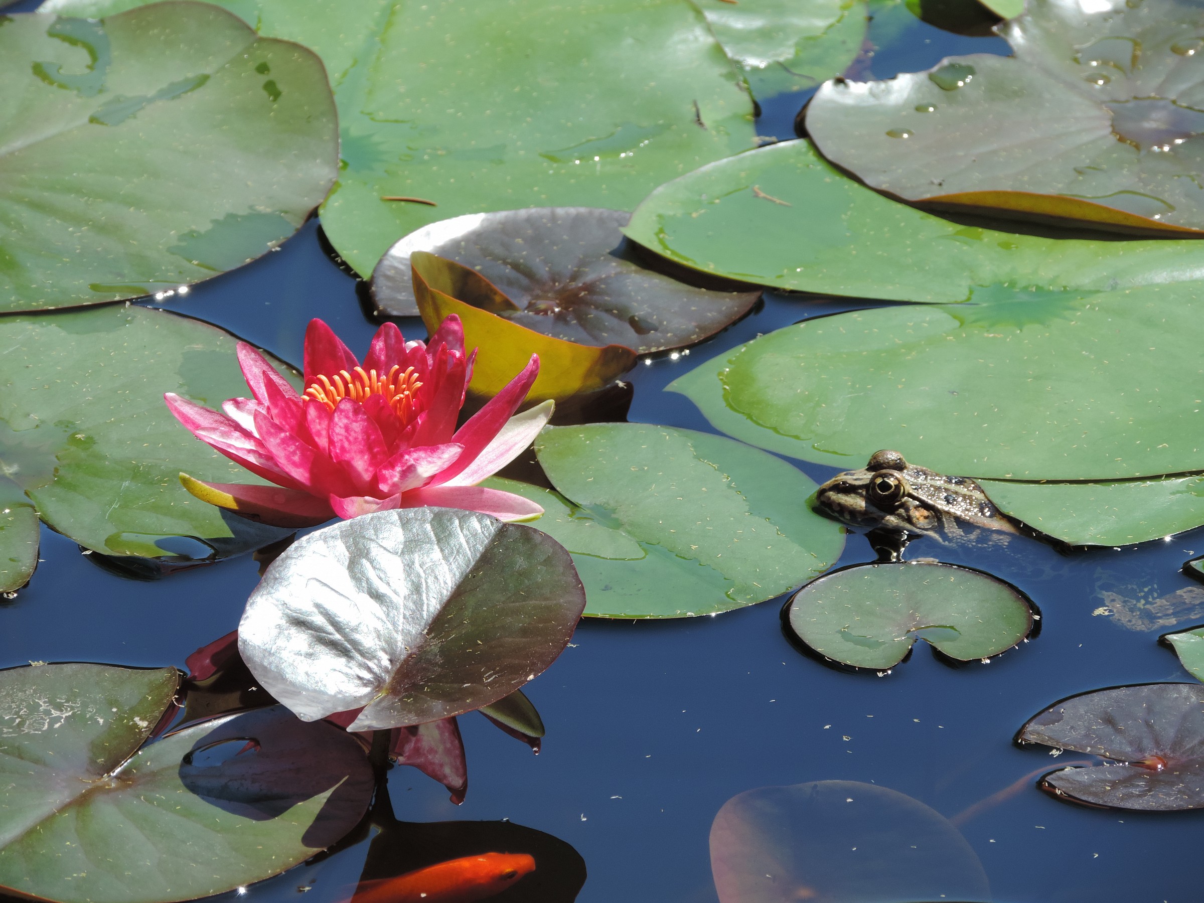 Lily, Frog & goldfish