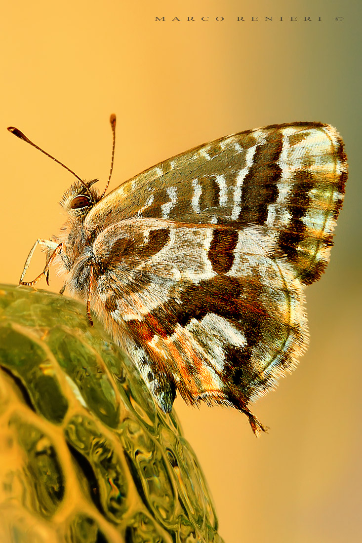 Cacyreus marshalli