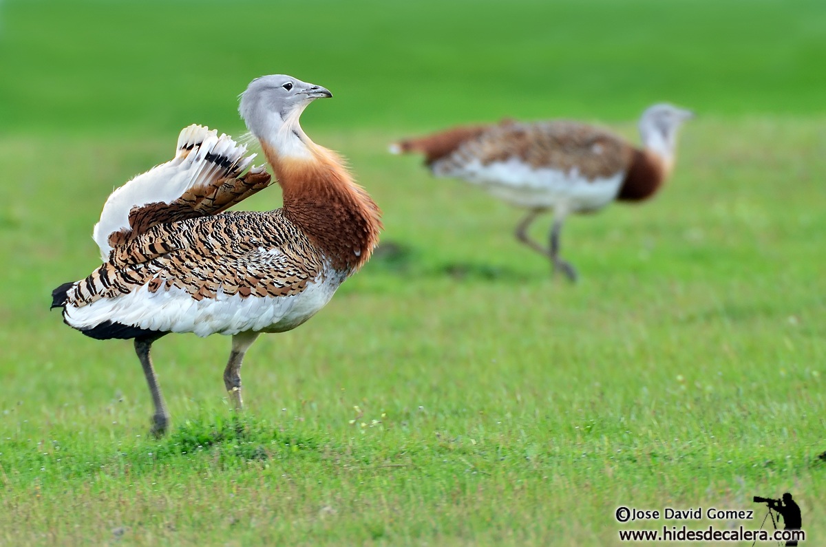 Two Bustard