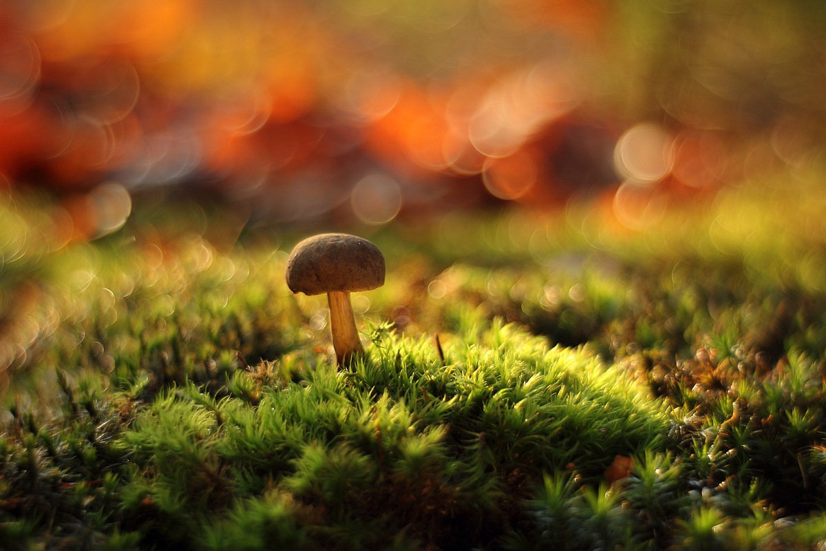 Boletus psychedelic :-)