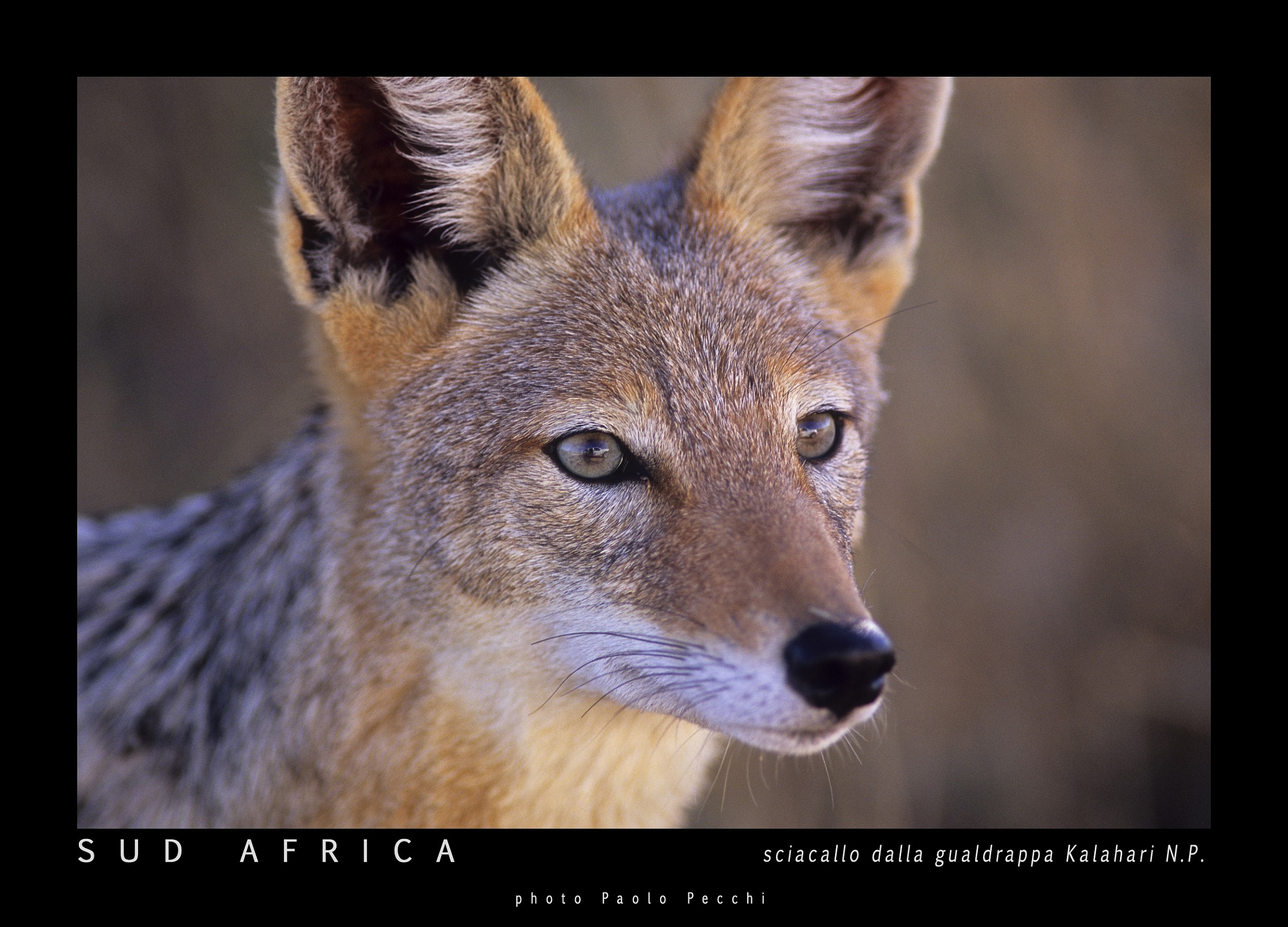 sciacallo dalla gualdrappa Kalahari n.p. Sud Africa