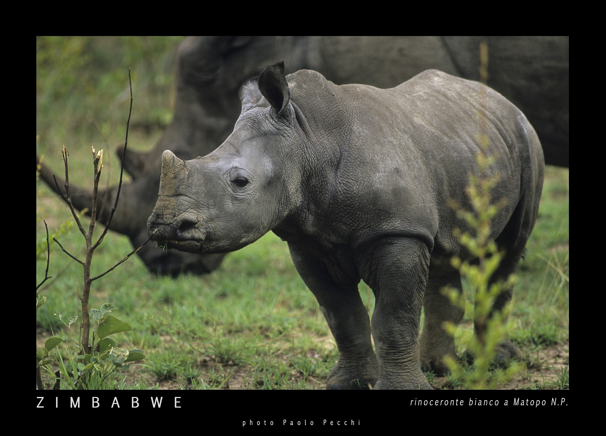 rinoceronte bianco Matopo n.p. Zimbabwe