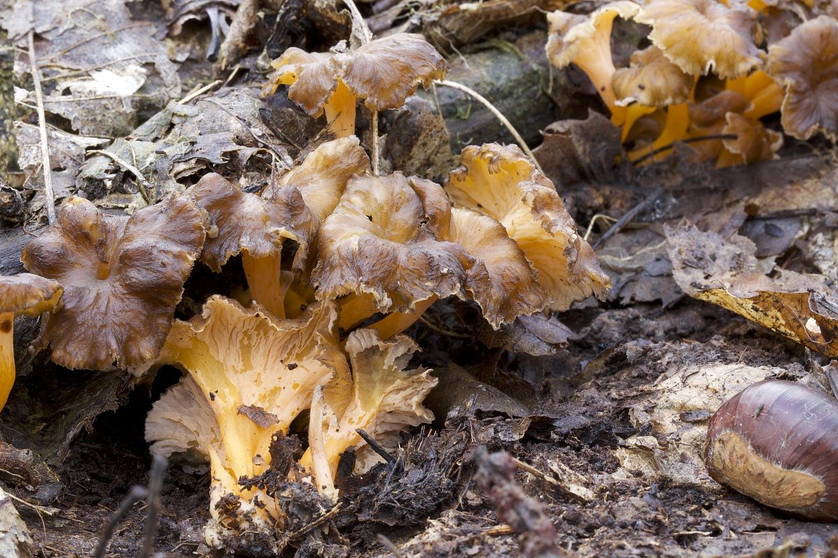 cantharellus lutescens