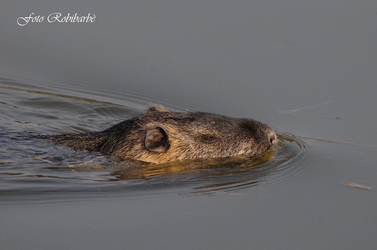 Nutria ...a pelo d'acqua ....
