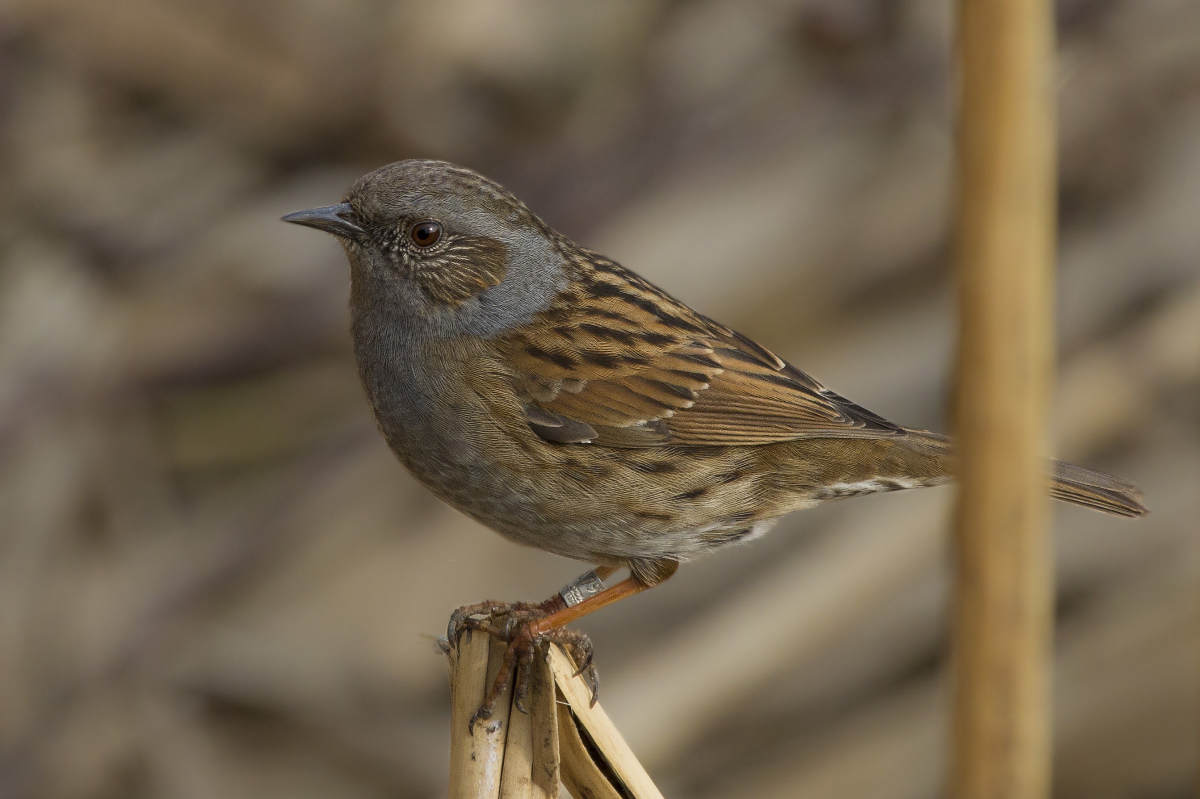 Passera scopaiola tra le canne
