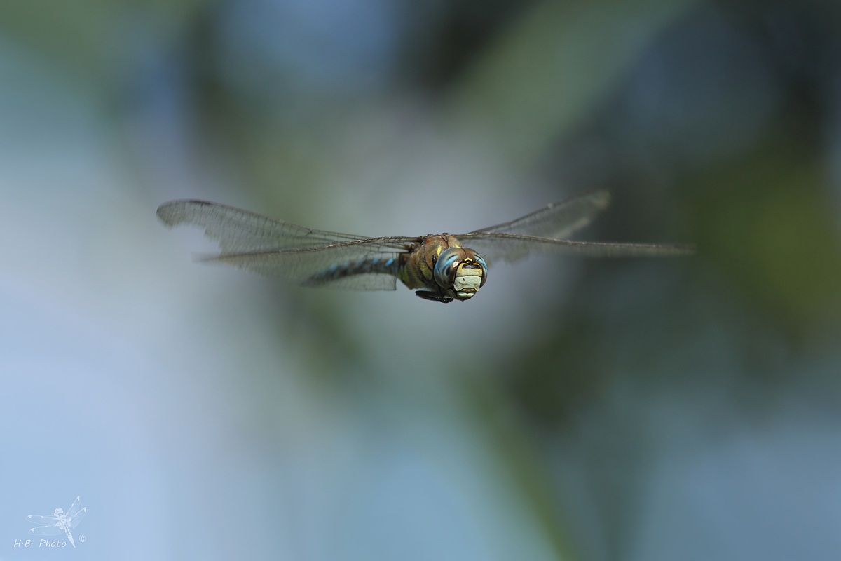 Aeshna mixta, maschio