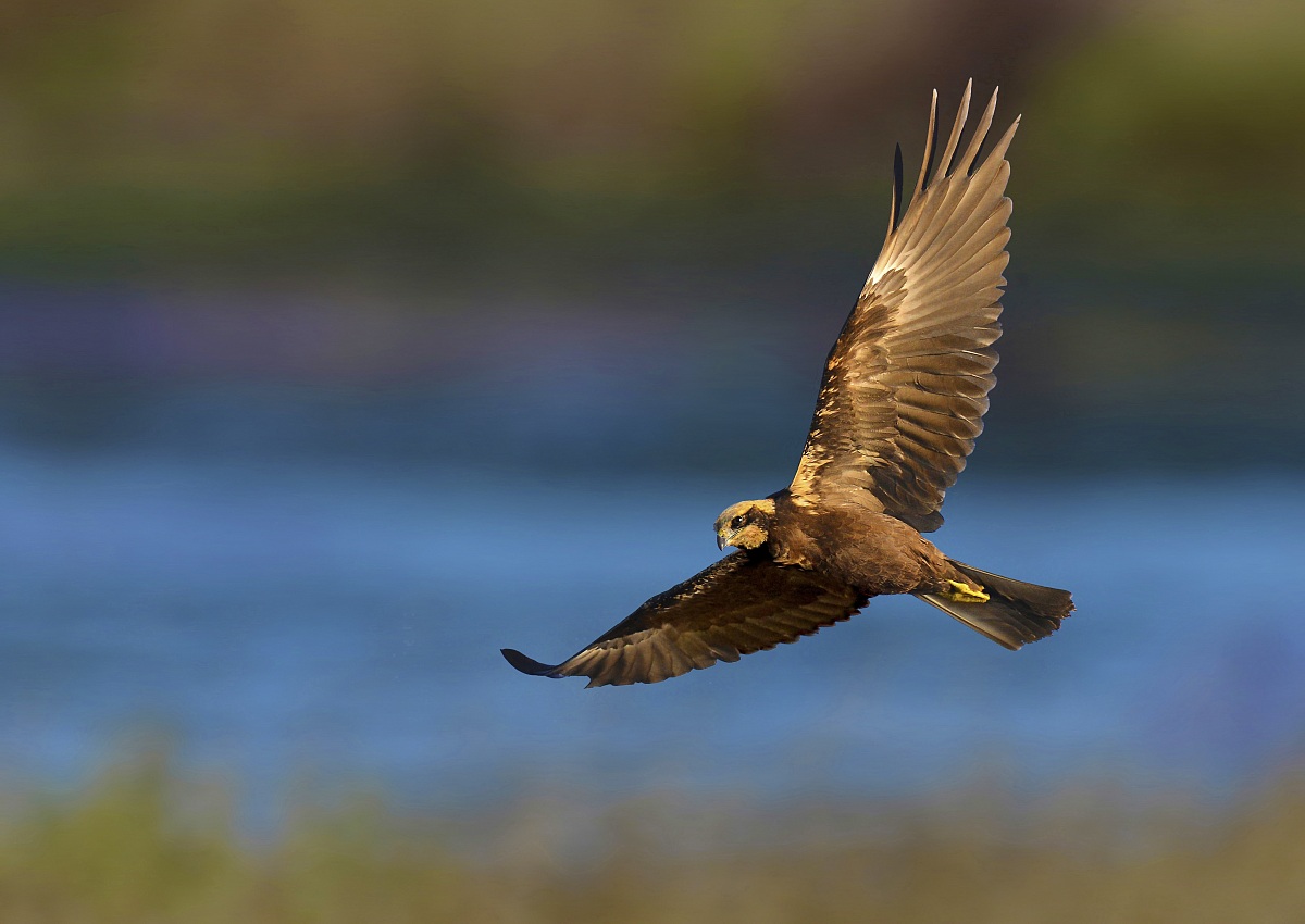 Marsh Harrier Female