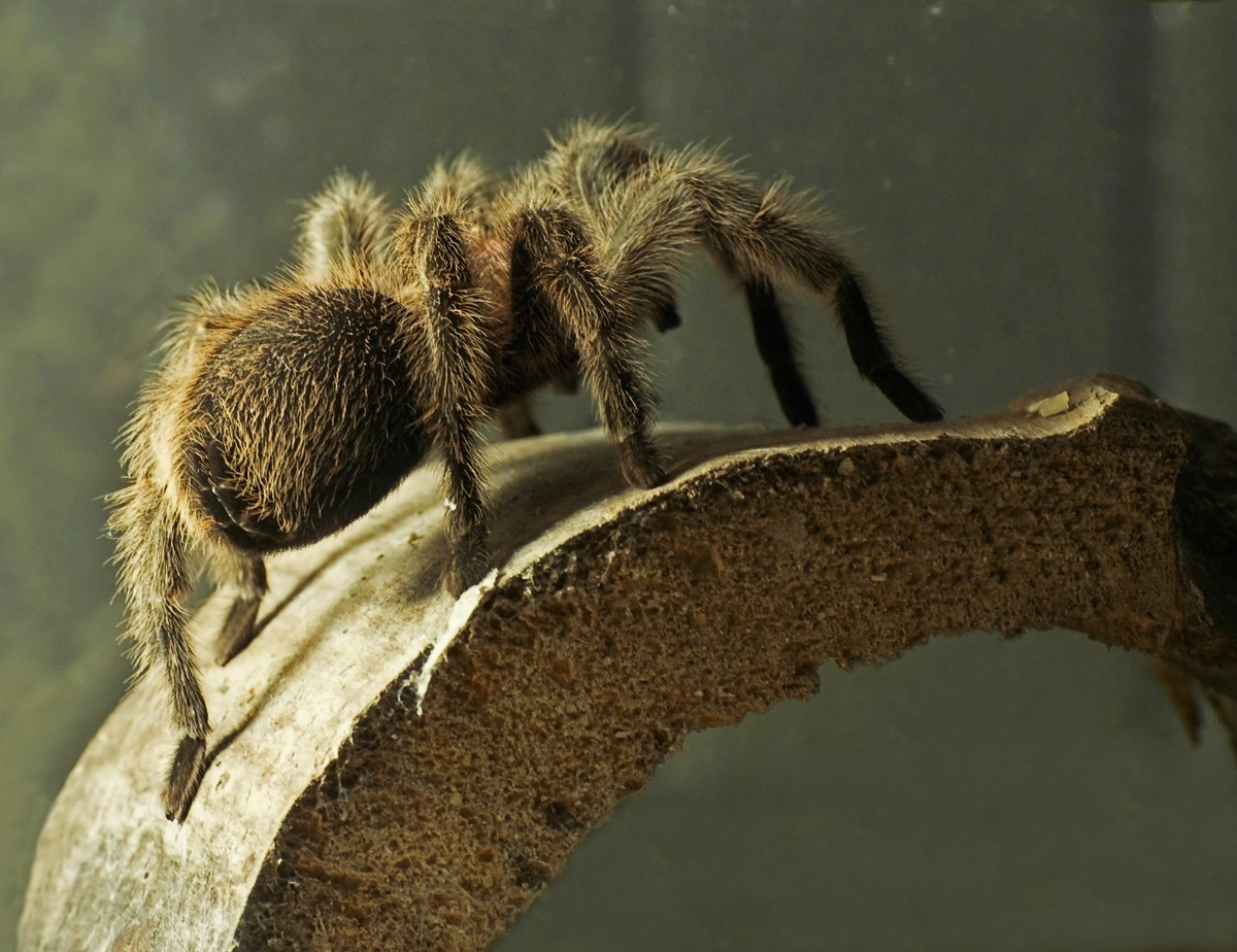 Tarantula