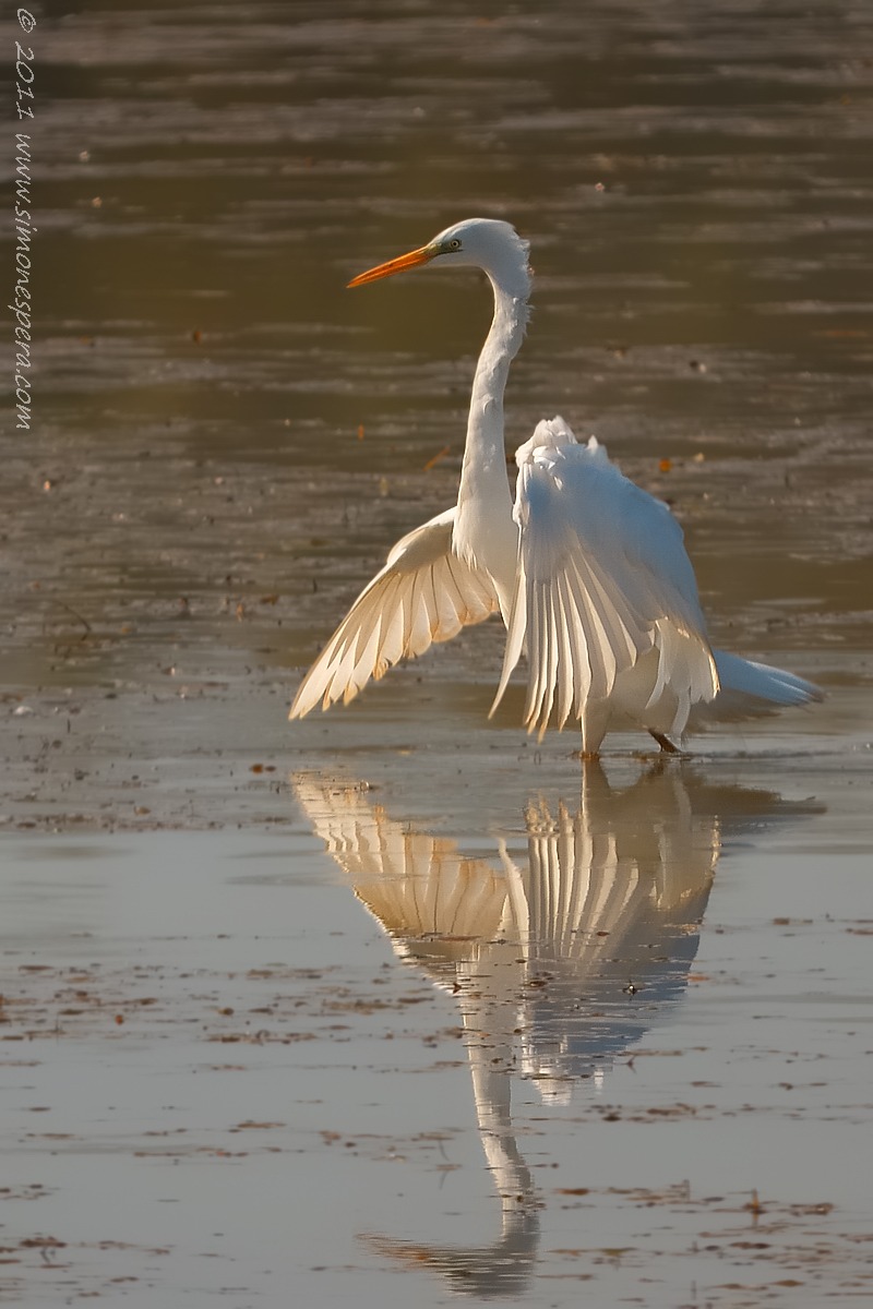 Great Egret (Casmerodius albus)