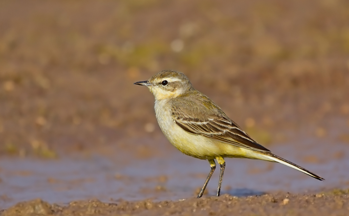 Yellow Wagtail.