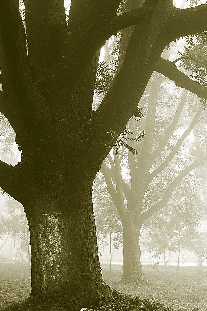 Passeggiate invernali in