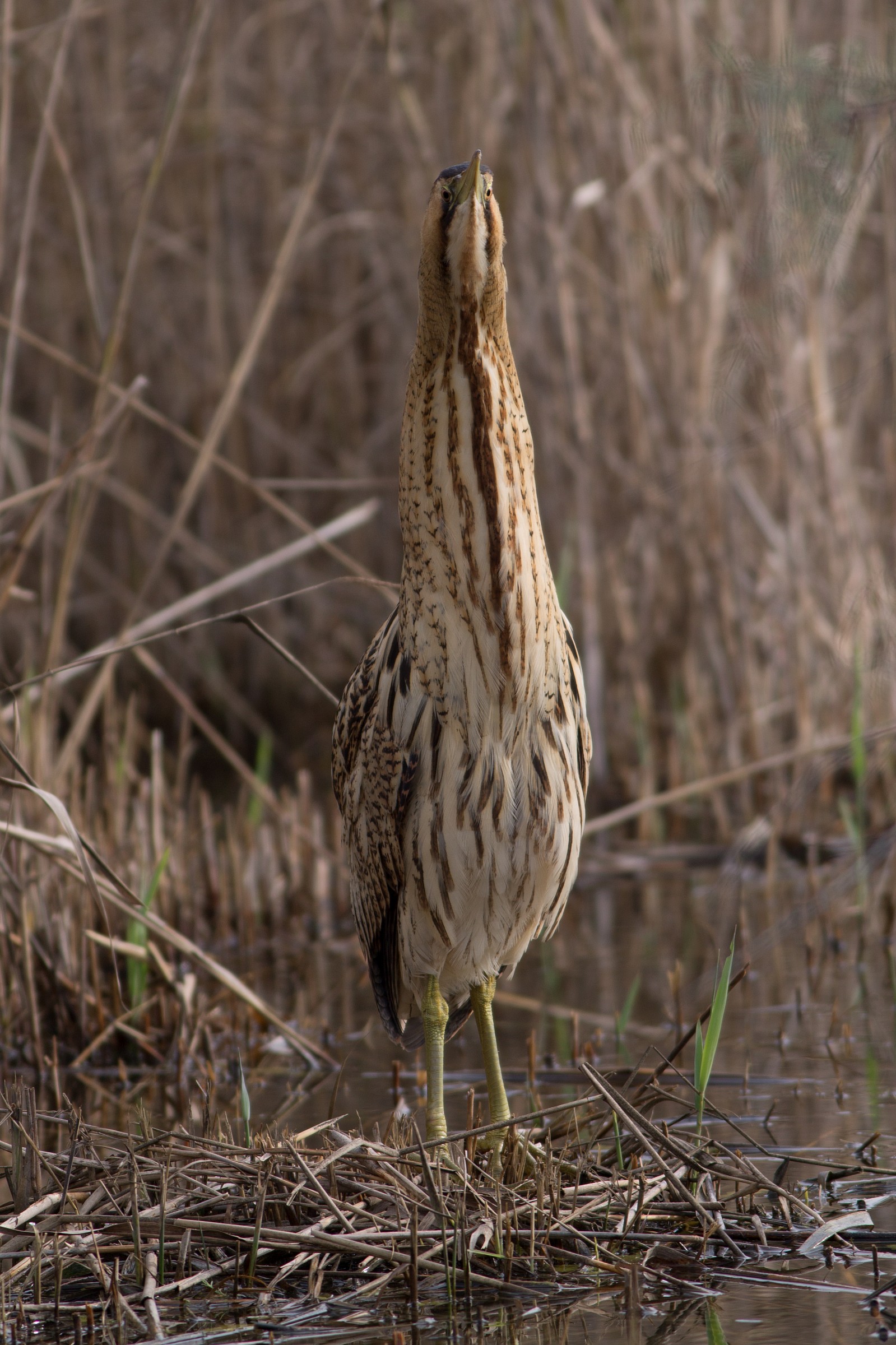 Attento, ti tengo d'occhio