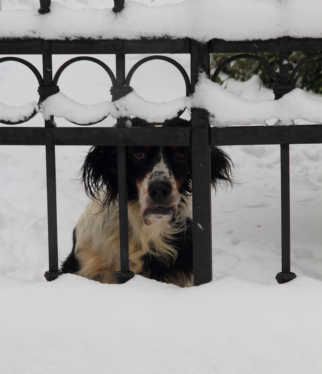 the prisoner in the snow