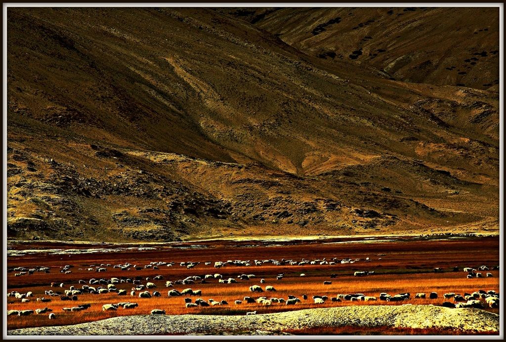 Shepards Grazing Sheep herd at Mahe Bridge Leh road