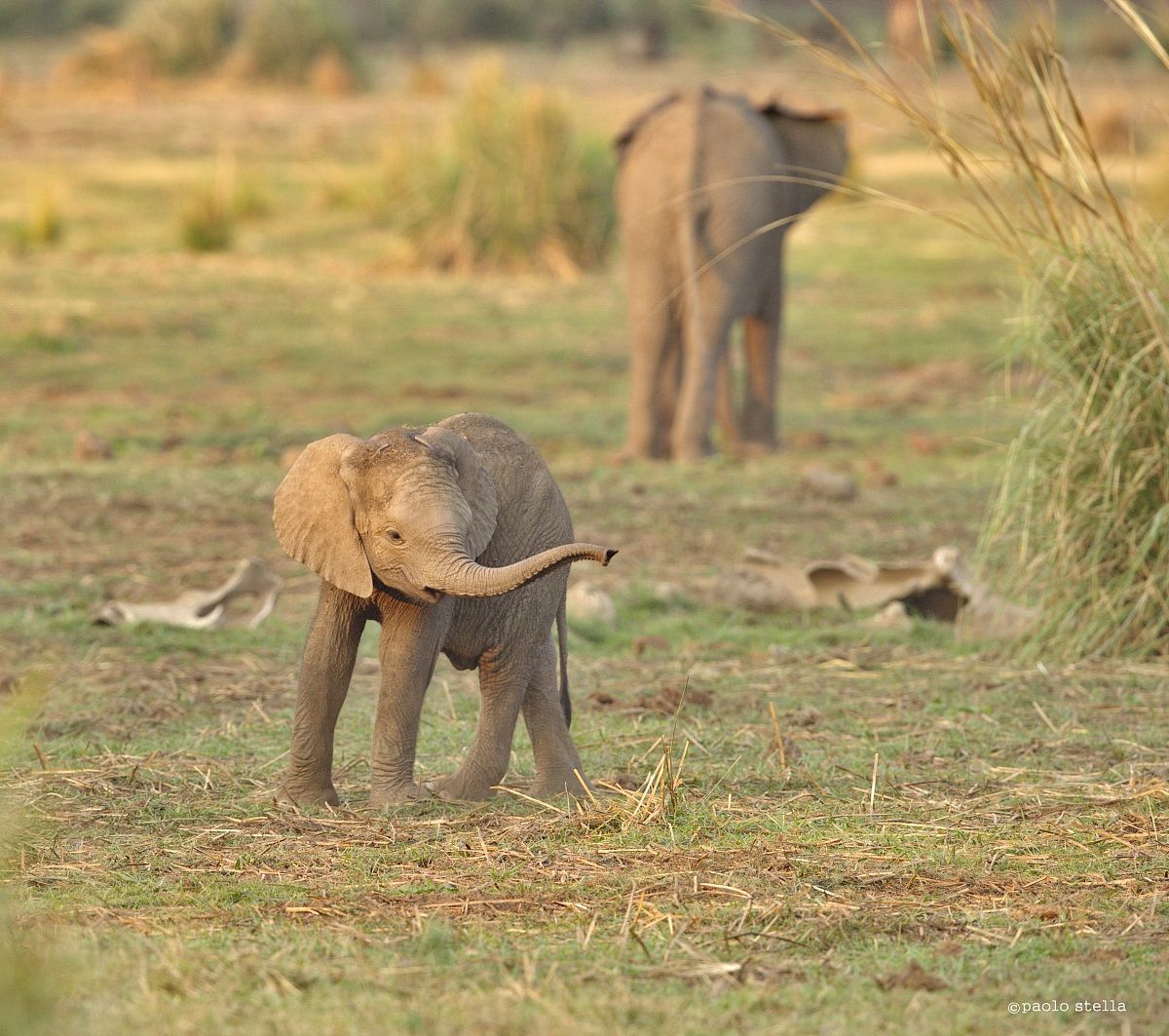 tiny baby elephant