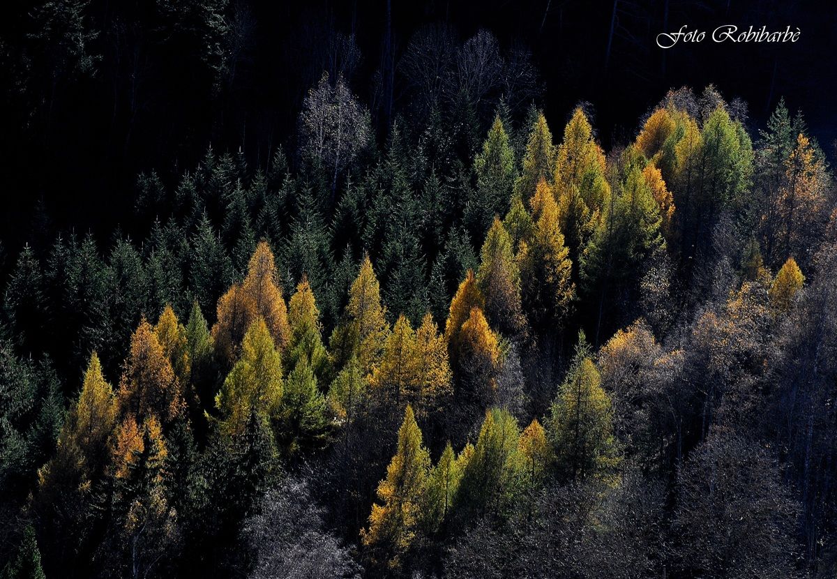 L'incanto in pineta ...