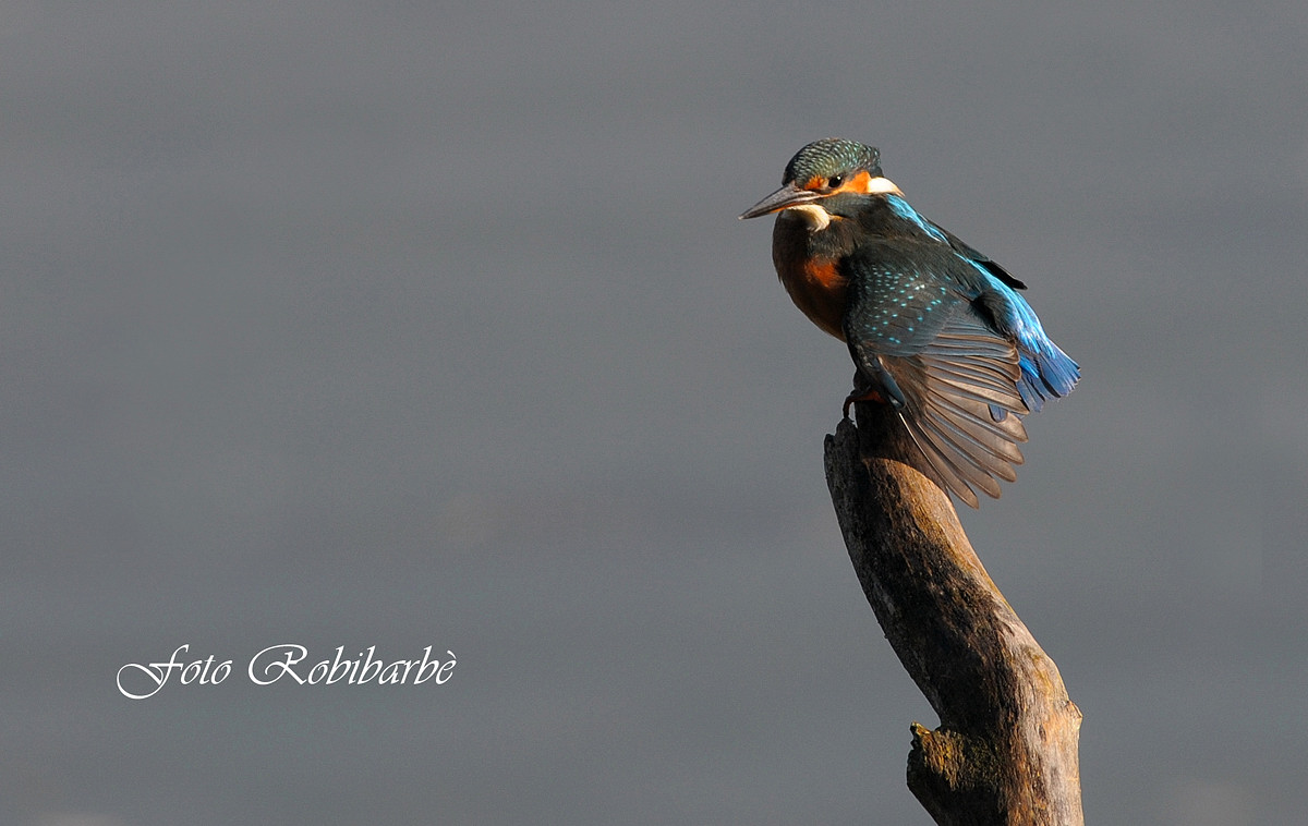 Martino in stiracchiata .....