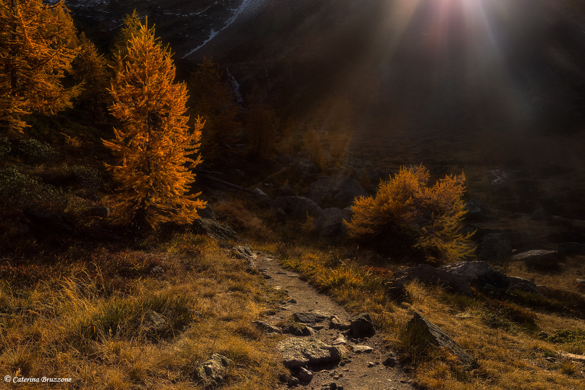 Lights on larch 2