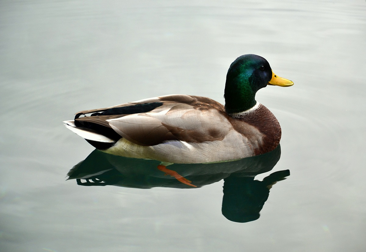Mallard