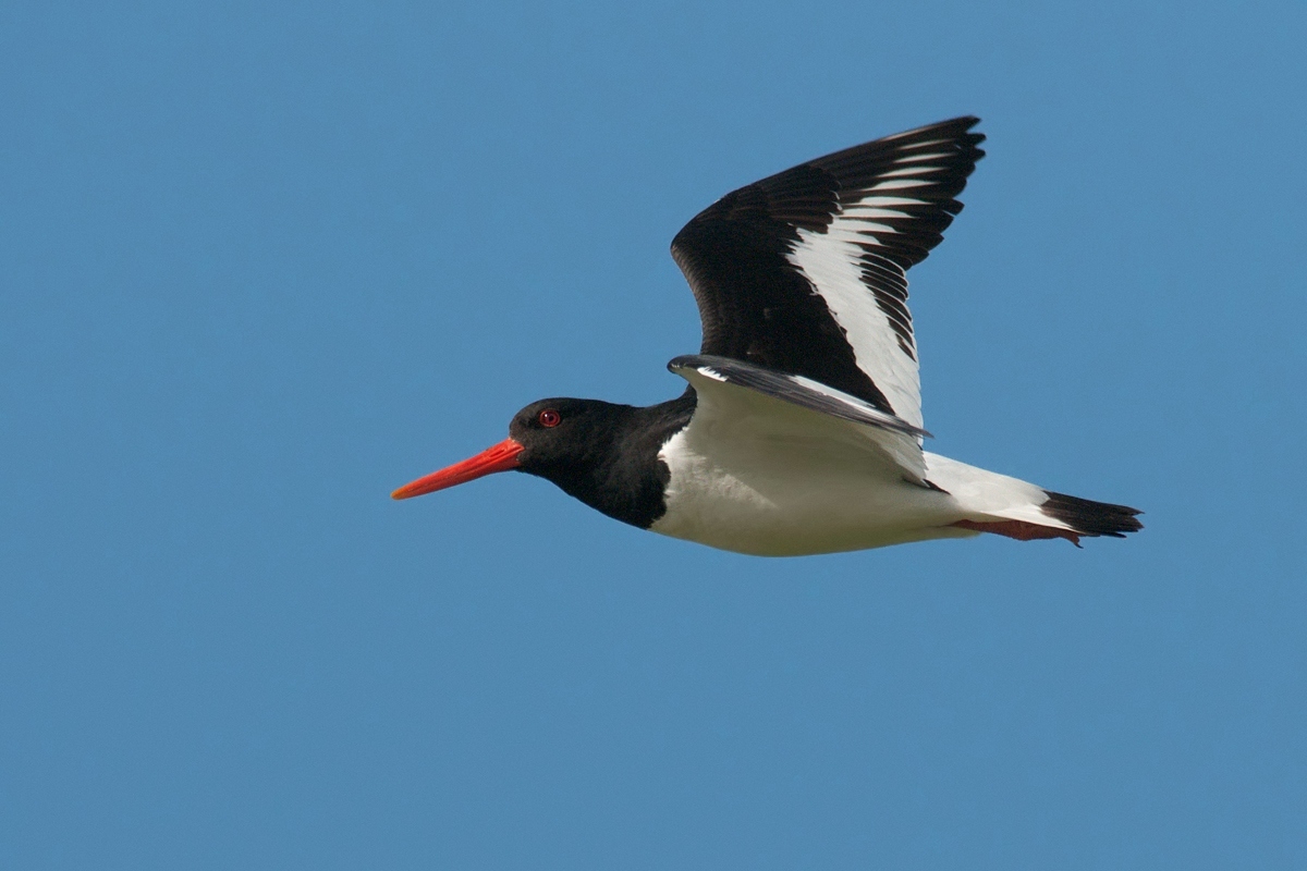 Oystercatcher.