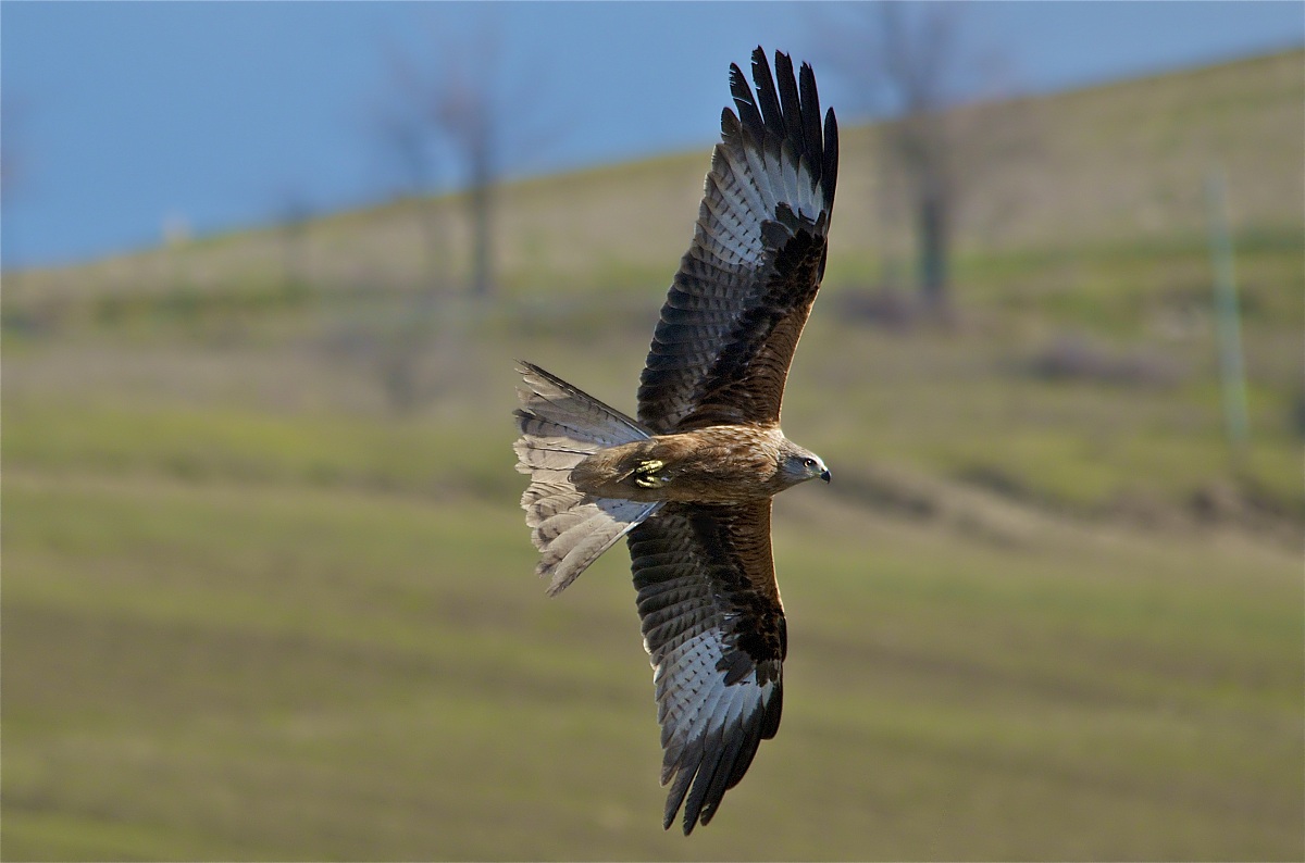 Nibbio Reale e paesaggio autunnale
