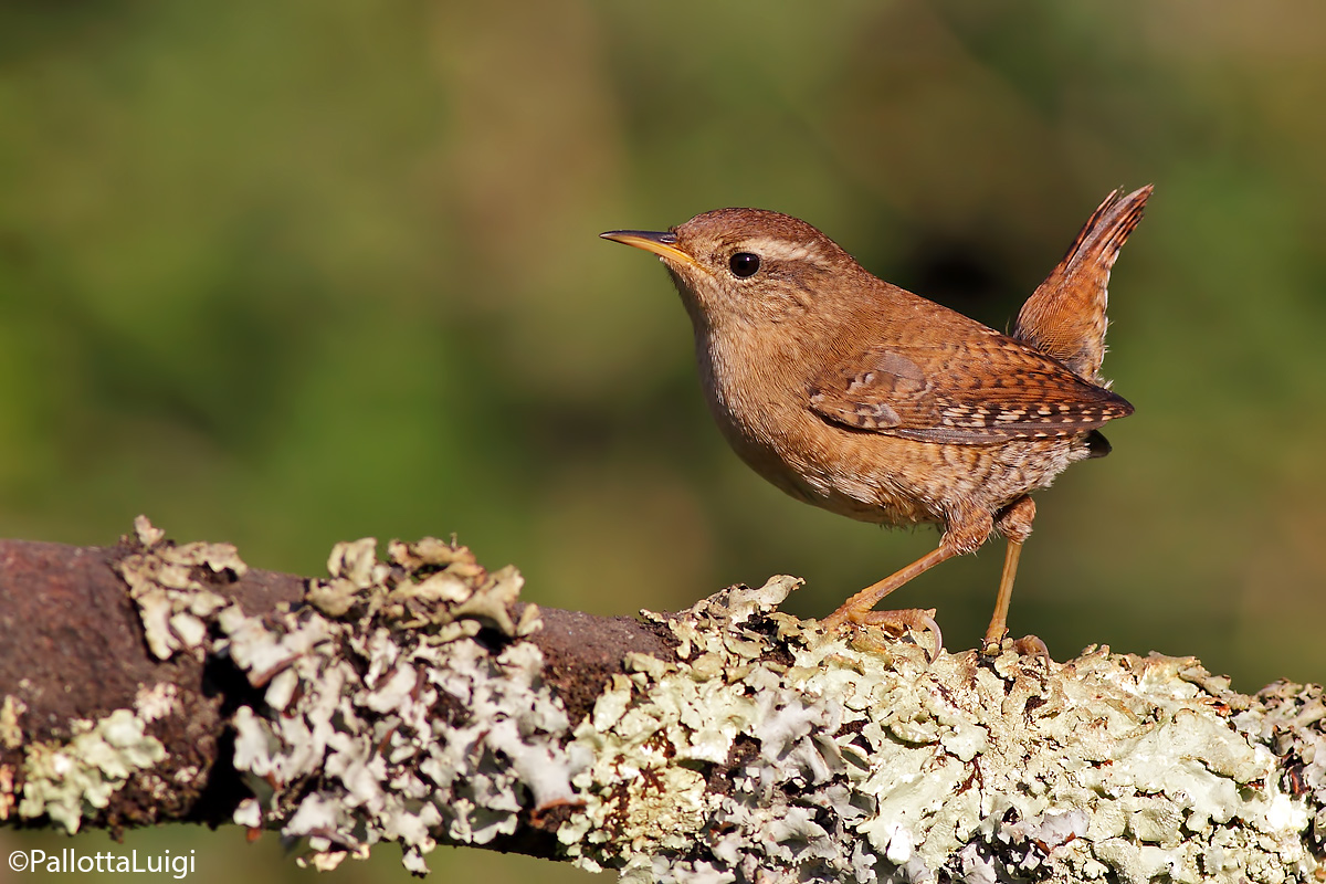 Wren (Troglodytes troglodydes)