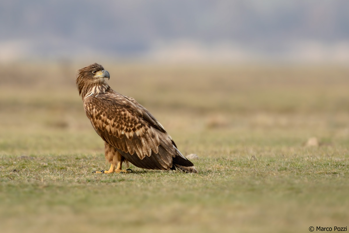 Aquila di mare a terra..