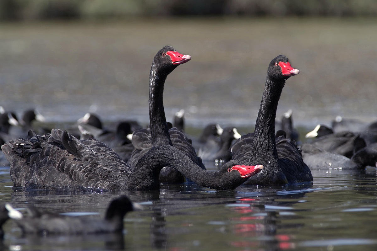 Swan blacks who drink fresh water