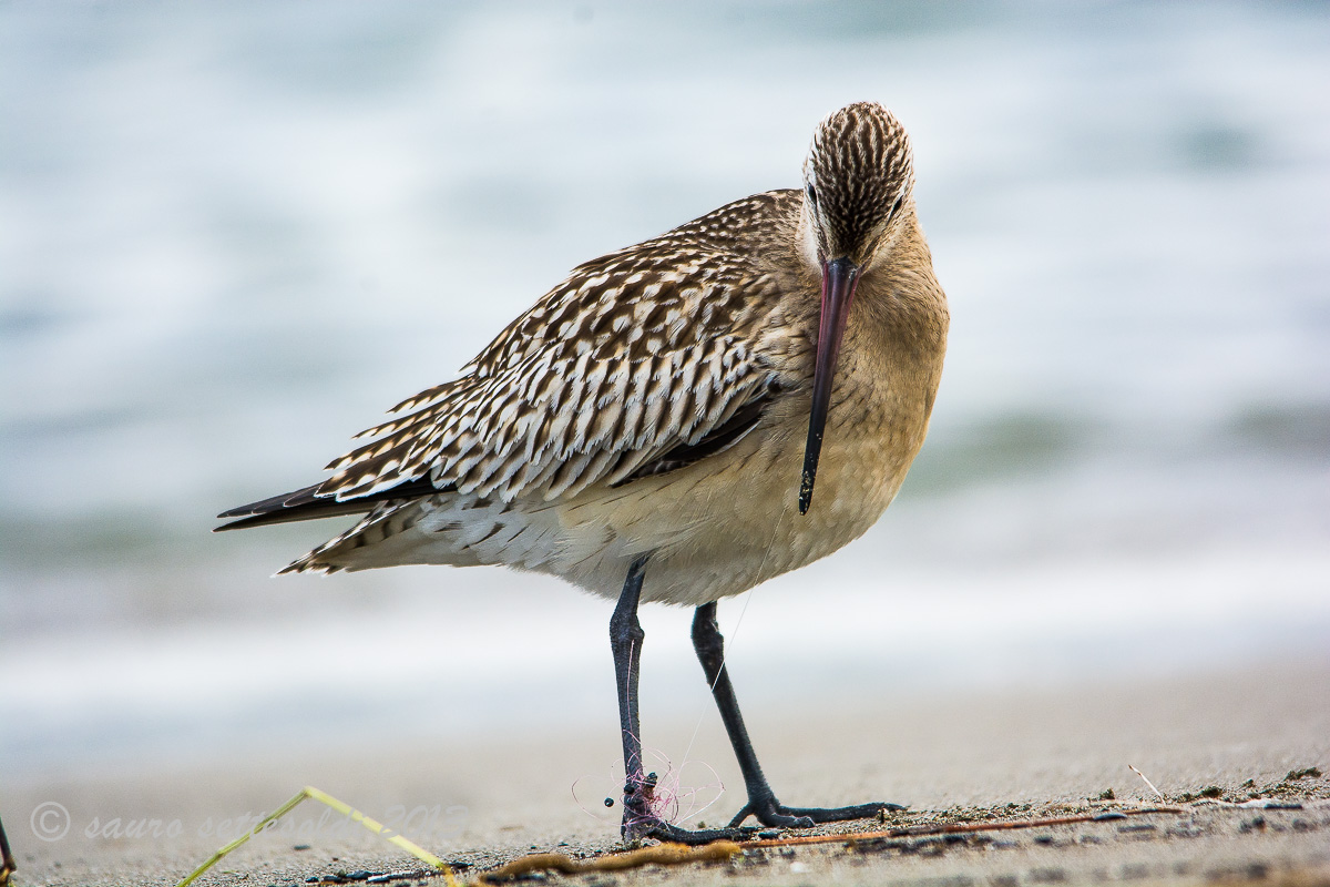 pittima. non sono un pesce grazie uomo
