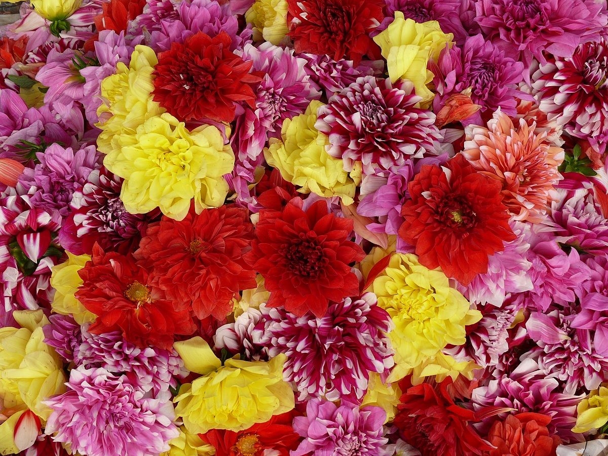 Calcutta - mercato dei fiori