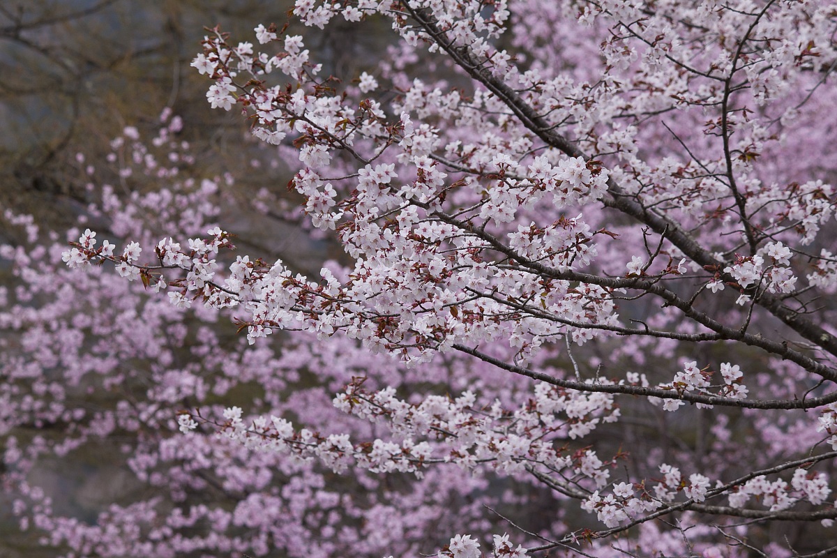 Cherry Blossoms