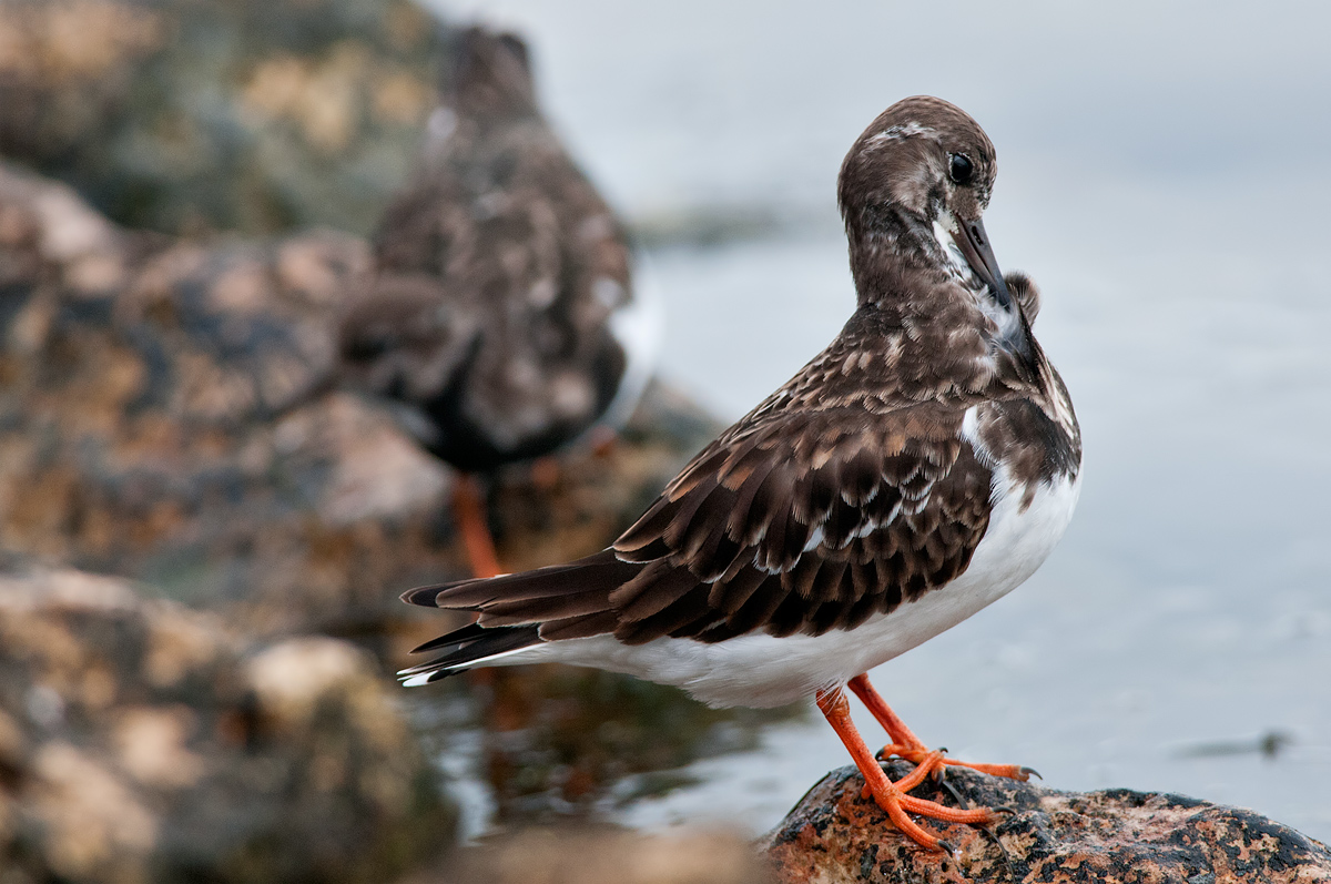 Turnstone in care of the plumage